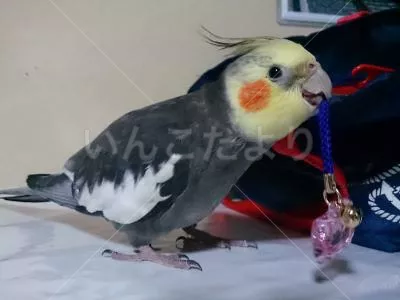 コメントの画像