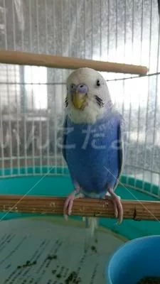 コメントの画像