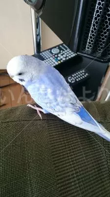 コメントの画像