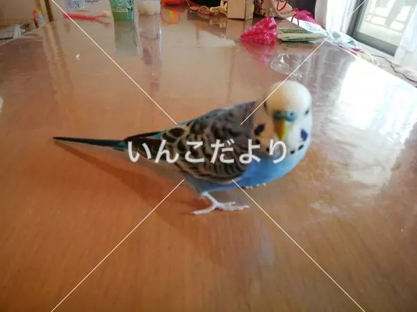 コメントの画像