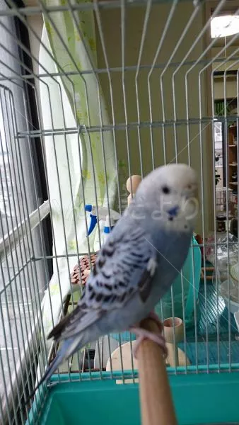 コメントの画像