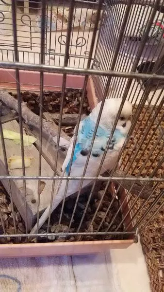 コメントの画像