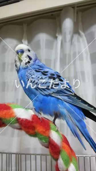 コメントの画像