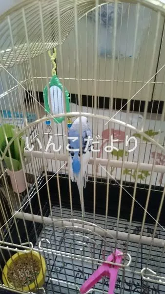 コメントの画像