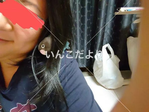 コメントの画像