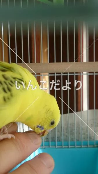 コメントの画像