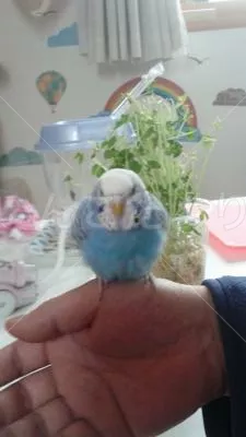 コメントの画像