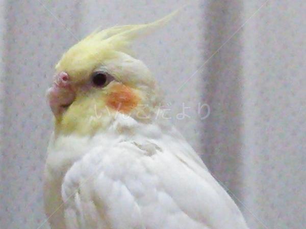 コメントの画像