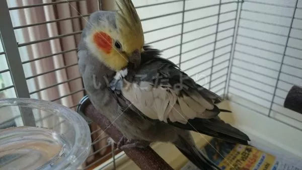 コメントの画像