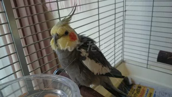 コメントの画像