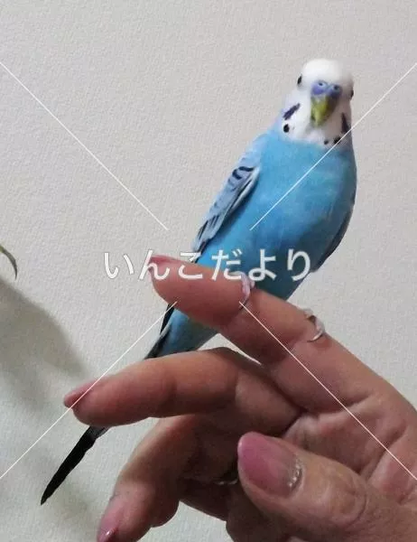 コメントの画像