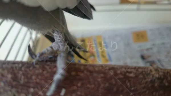 コメントの画像