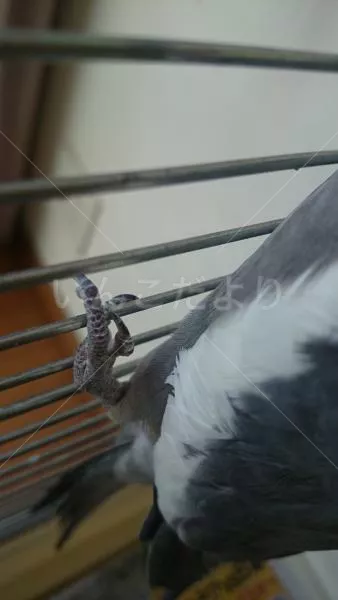 コメントの画像