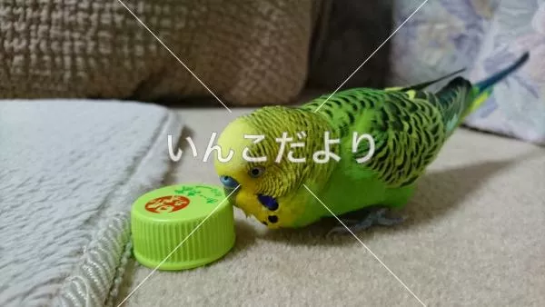 コメントの画像