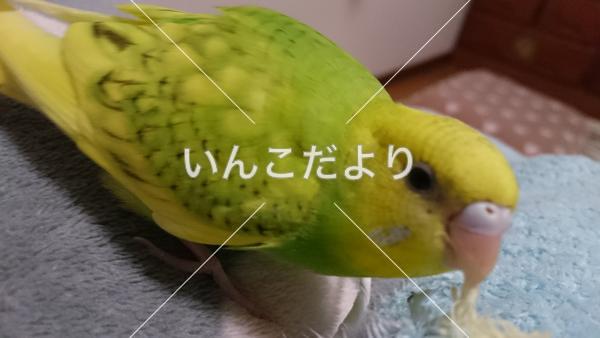 コメントの画像
