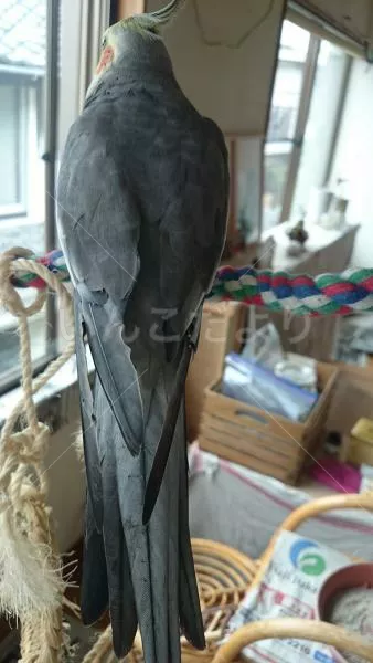 コメントの画像