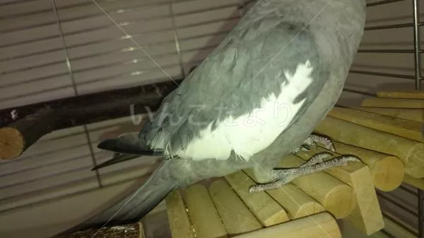 コメントの画像