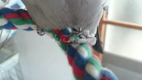 コメントの画像