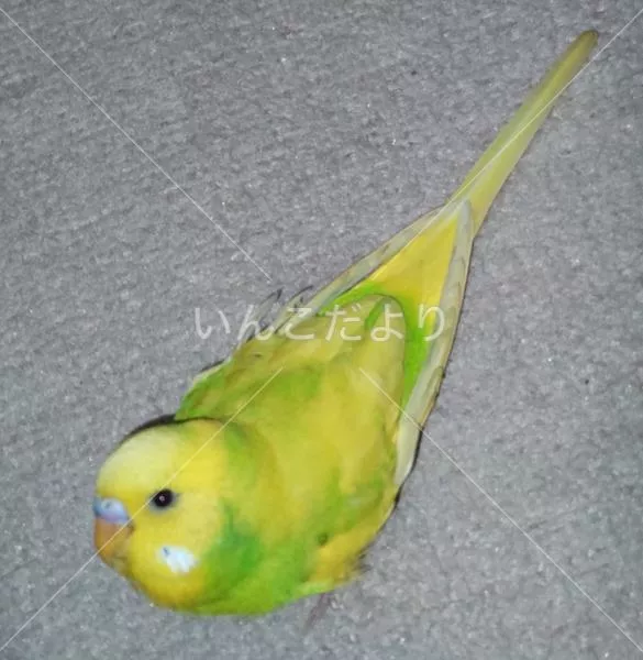 コメントの画像