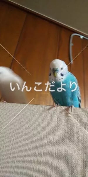 コメントの画像