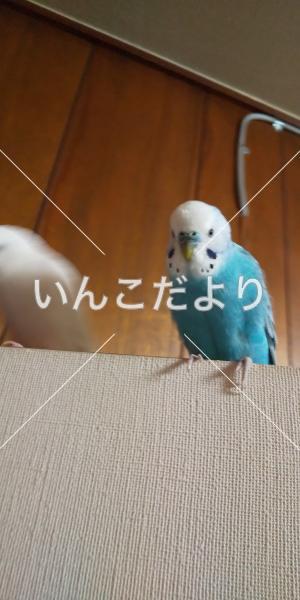 コメントの画像