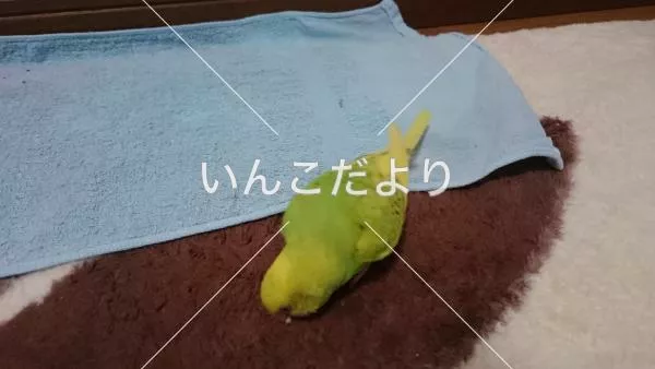 コメントの画像