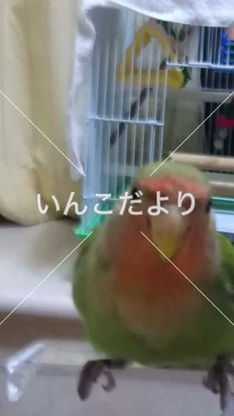 コメントの画像