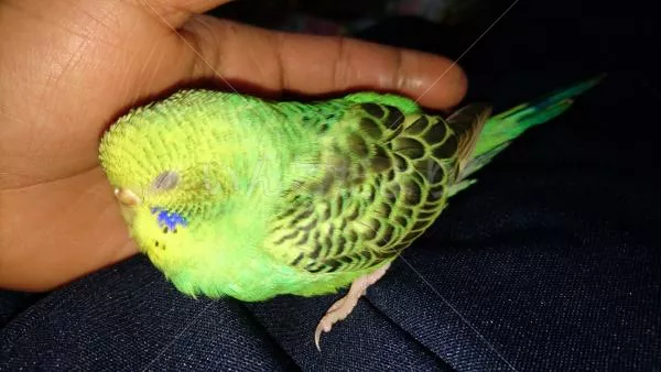 コメントの画像