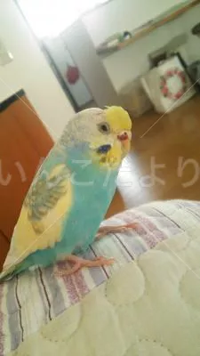 コメントの画像