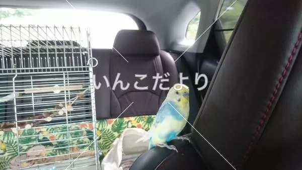 コメントの画像