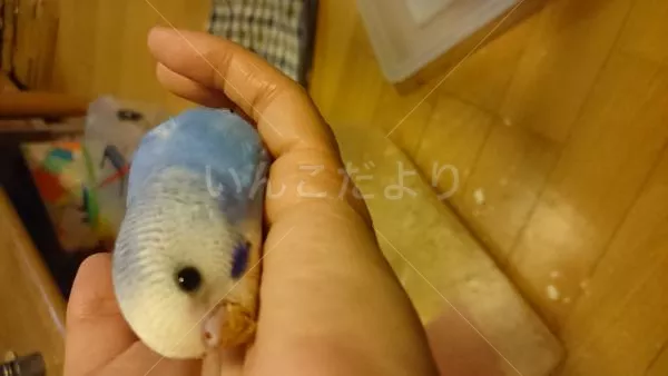 コメントの画像