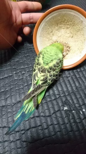 コメントの画像