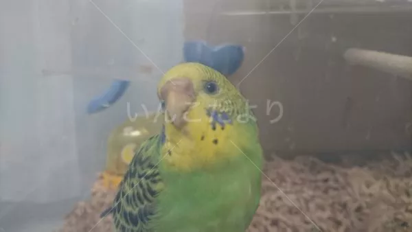 コメントの画像