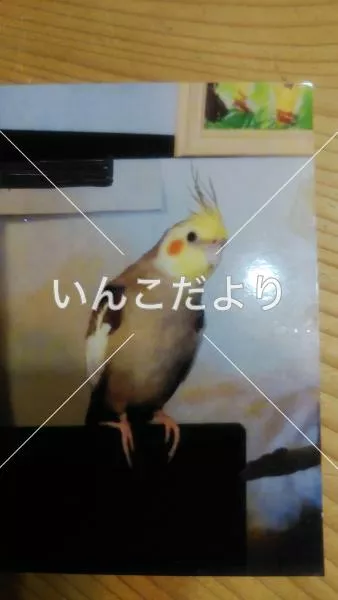 コメントの画像