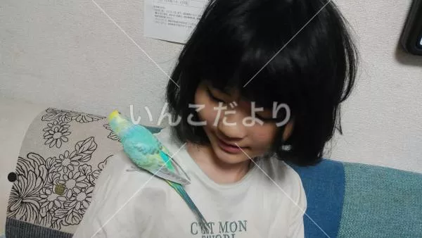 コメントの画像