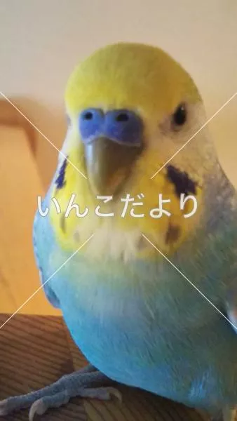 コメントの画像