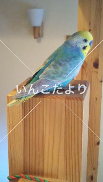 コメントの画像