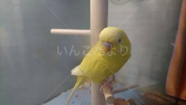 コメントの画像