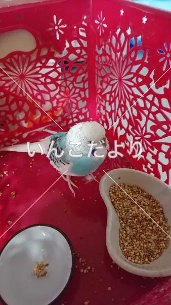 コメントの画像