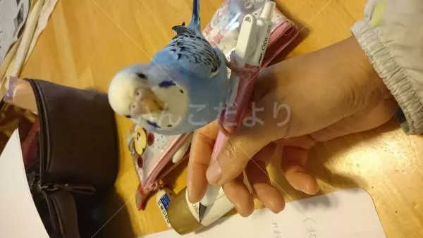 コメントの画像