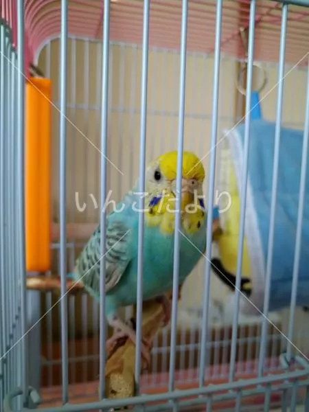 コメントの画像