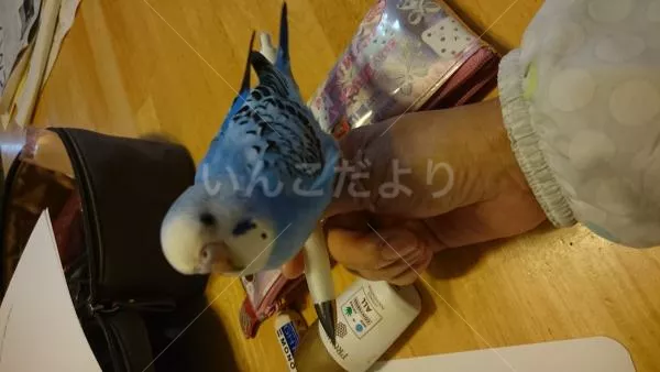 コメントの画像