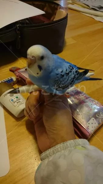 コメントの画像