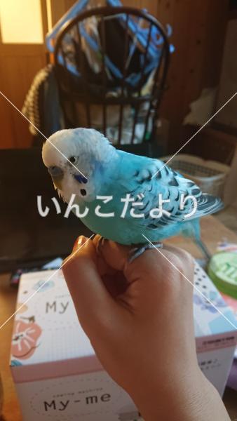 コメントの画像