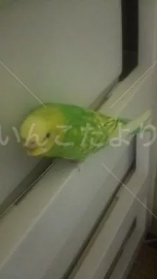 コメントの画像