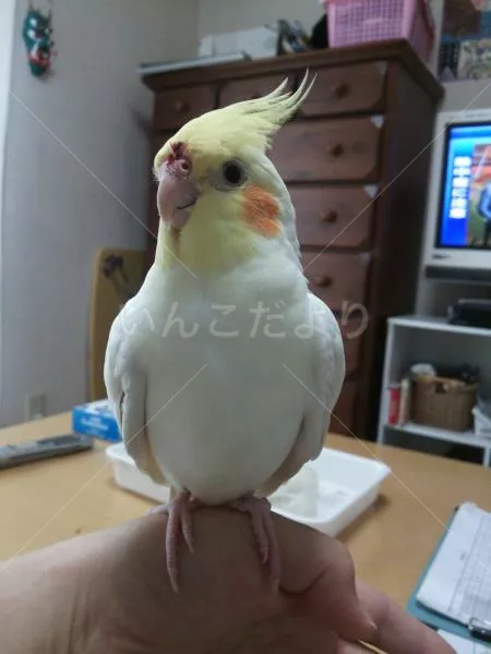 コメントの画像