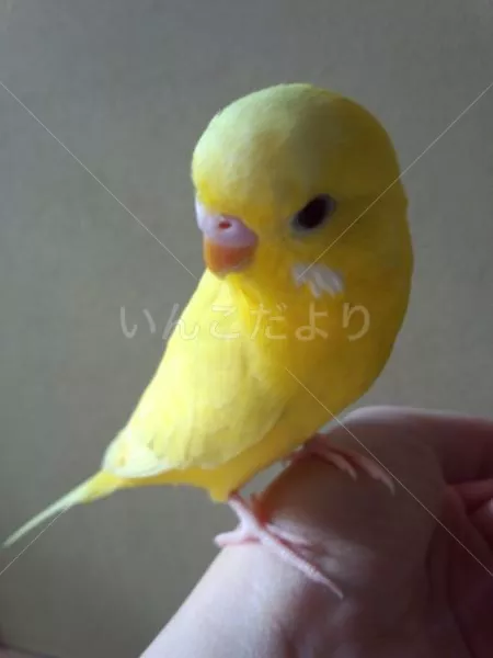 コメントの画像