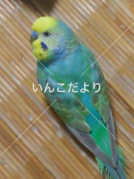 コメントの画像