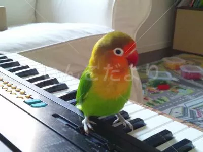 コメントの画像