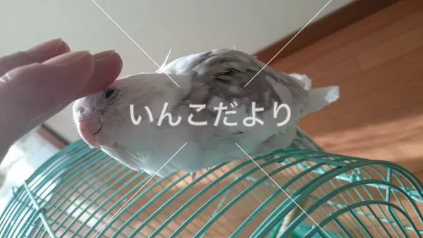 コメントの画像